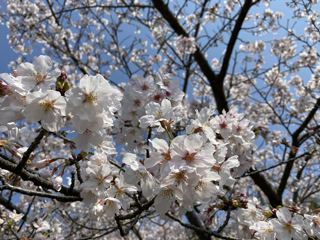 桜の名所　御殿山！さくらまつりは中止になっちゃったけど・・綺麗に咲いてました（｀･ω･´）ゞﾋﾞｼｯ!!