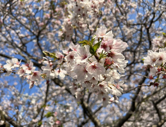 春満喫しました（｀･ω･´）ゞﾋﾞｼｯ!!