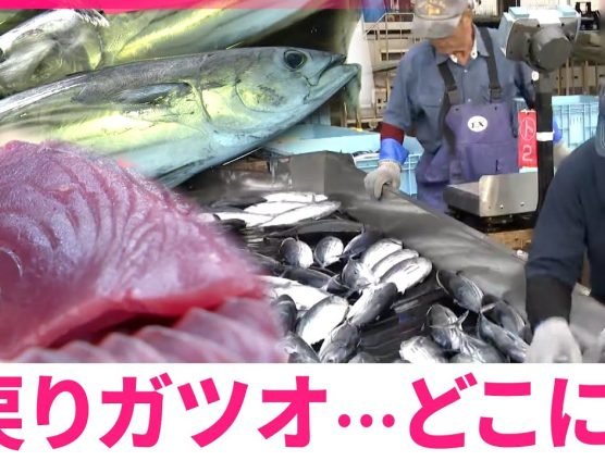 黒潮大蛇行終息の影響・・・。