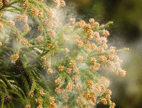 凄いんだって!花粉・・・・(;´∀`)