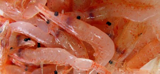 駿河湾の宝石！桜海老春漁がいよいよ解禁です（｀･ω･´）ゞﾋﾞｼｯ!!